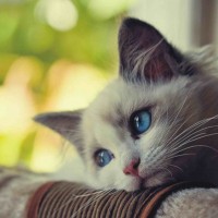 Avatar của Lý Thị Mai
